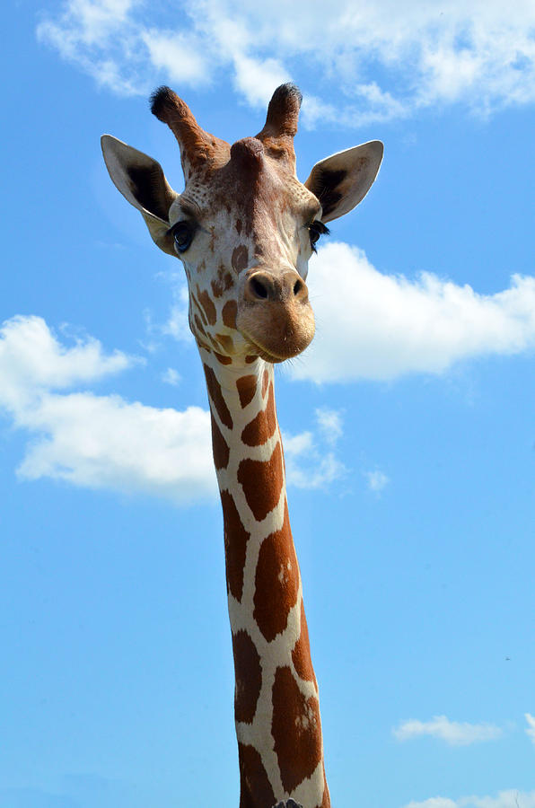 Giraffe  Photograph by Catherine Murton