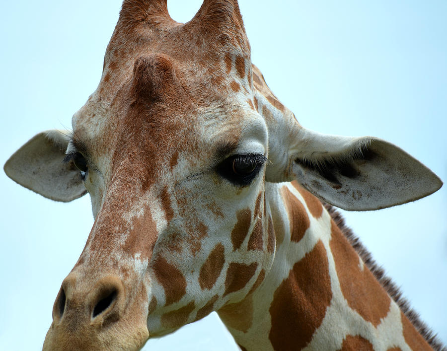 Giraffe Closeup Photograph by Maggy Marsh