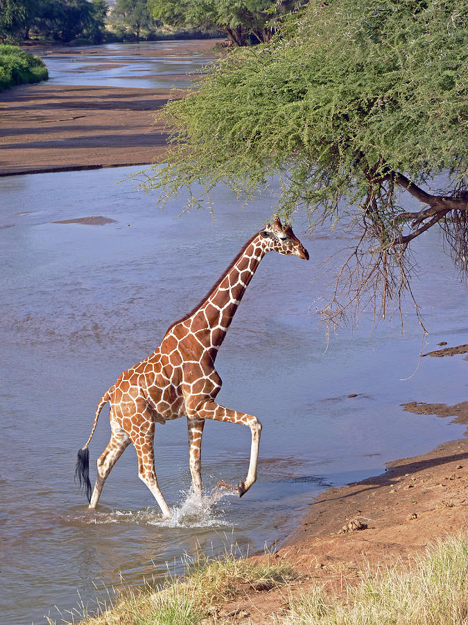 Wildlife Photograph - Giraffe Crossing Stream by Tony Murtagh