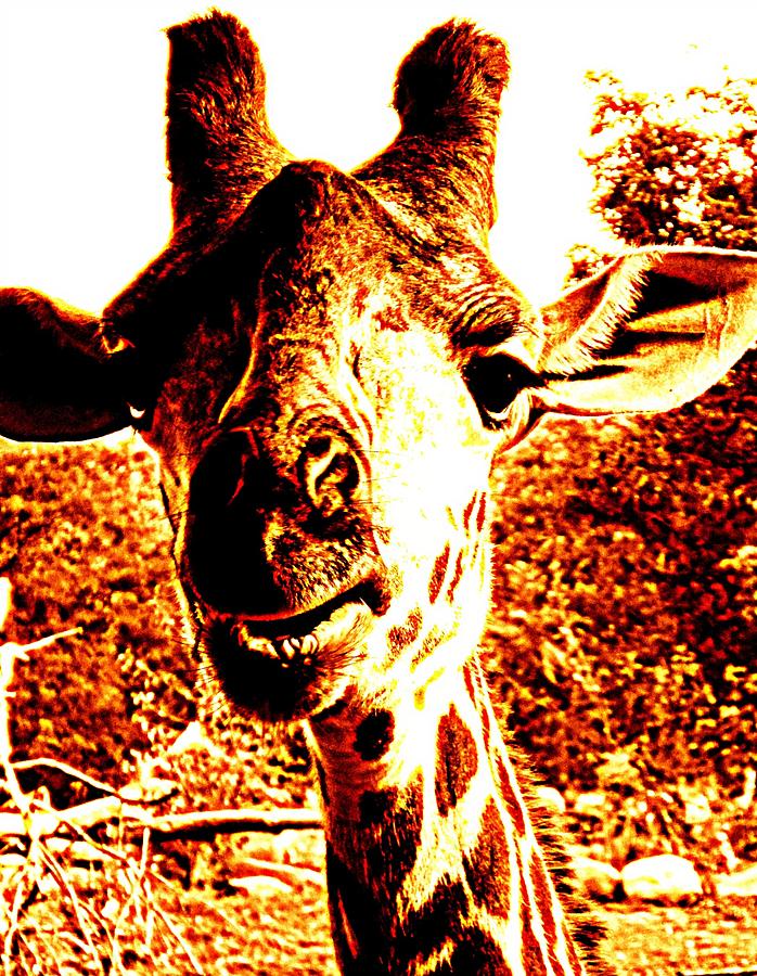 Animal Photograph - Giraffe Curiosity by Andrea Dale