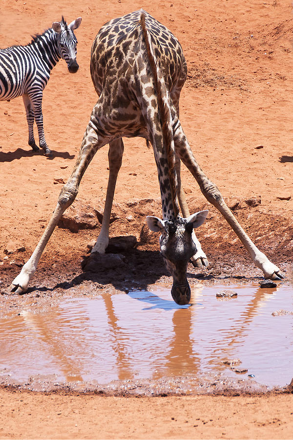 Giraffe Drinking Photograph by Marion McCristall