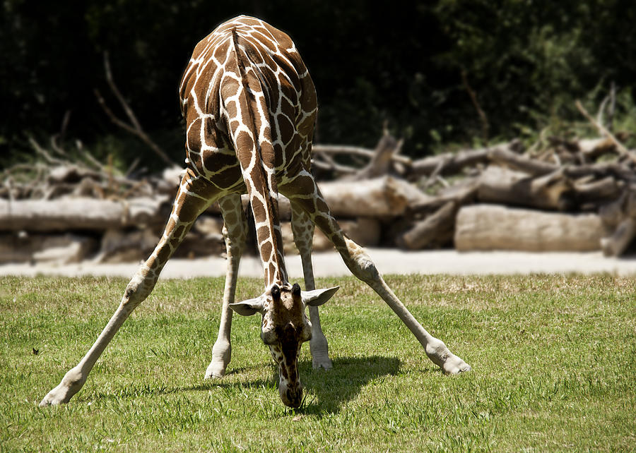 Giraffe Eating Grass Photograph by Melany Sarafis