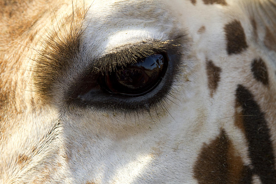 giraffe eyes close up