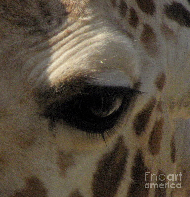Giraffe eye Photograph by Kim Galluzzo