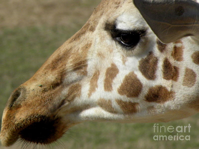 Giraffe Facial Shot Photograph by Kim Galluzzo Wozniak