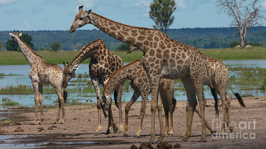 Giraffe Family Photograph by Mareko Marciniak