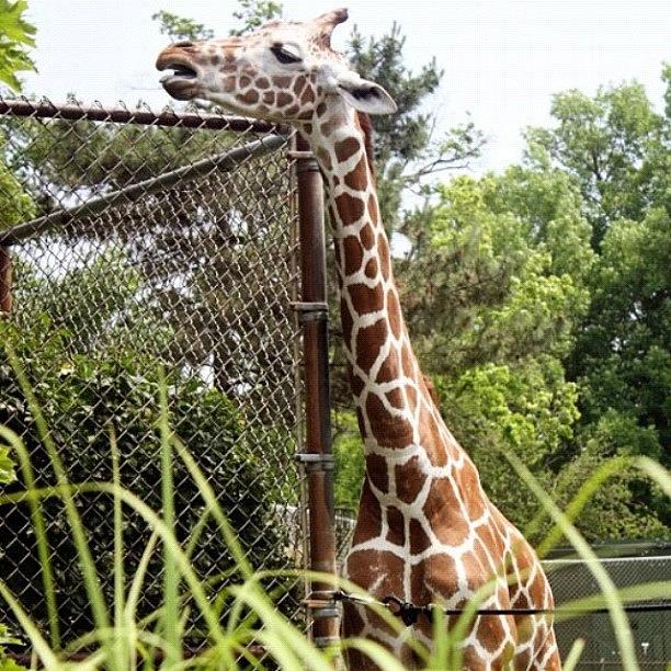 Giraffe Friend. Photograph by Michelle Sampson