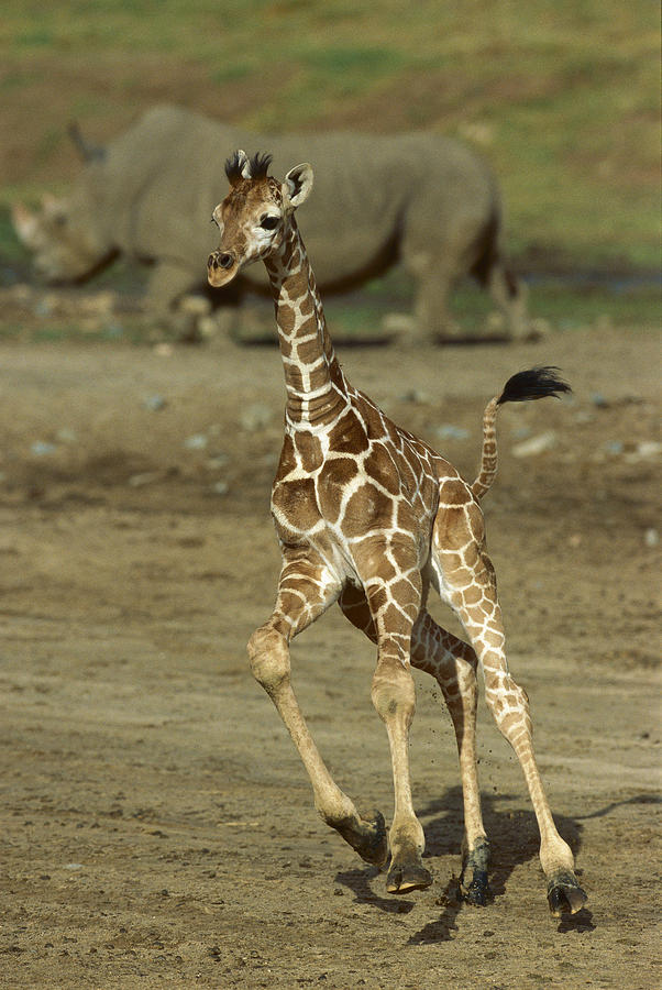 Giraffe Giraffa Camelopardalis Juvenile Photograph by Zssd