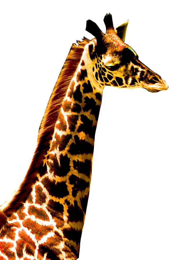 Giraffe Head Photograph by Jessica Rost - Pixels
