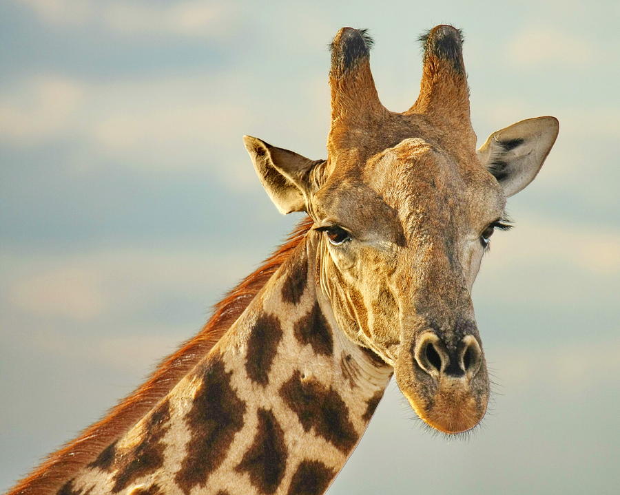 Giraffe Head by Tom Cheatham