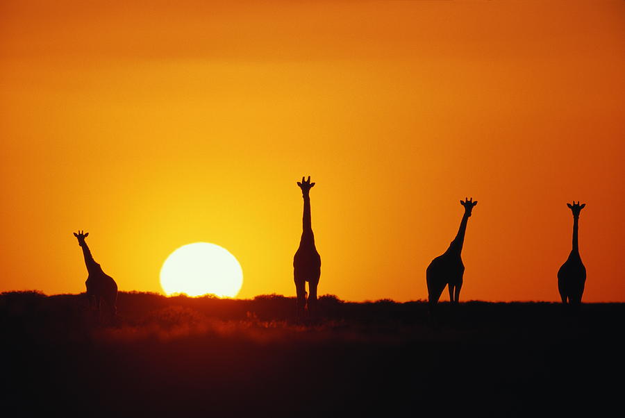 Wildlife Photograph - Giraffe Herd (giraffa Camleopardalis) Sunset, Silhouette by Paul Souders