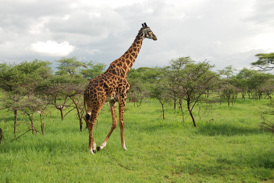 Giraffe Photograph by Herman Hagen