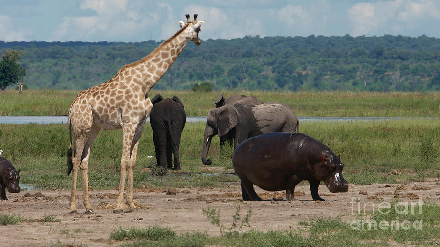 Giraffe hippos and elephants Photograph by Mareko Marciniak