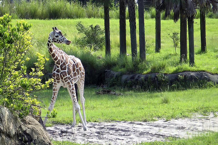 Giraffe in Animal Kingdom Photograph by Teresa Zieba