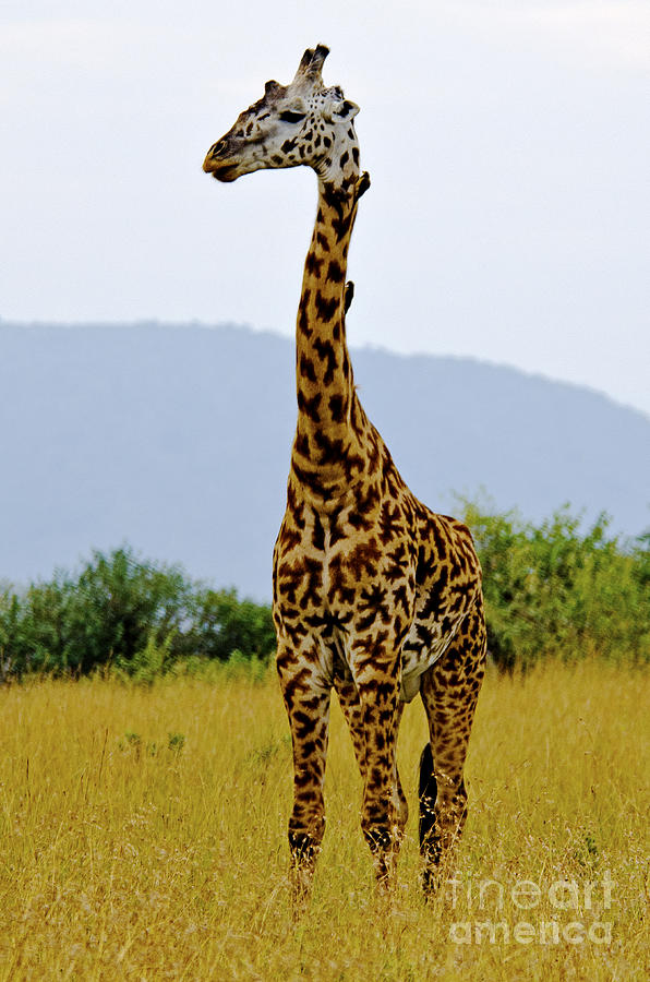 Giraffe in Masai Mara Digital Art by Pravine Chester