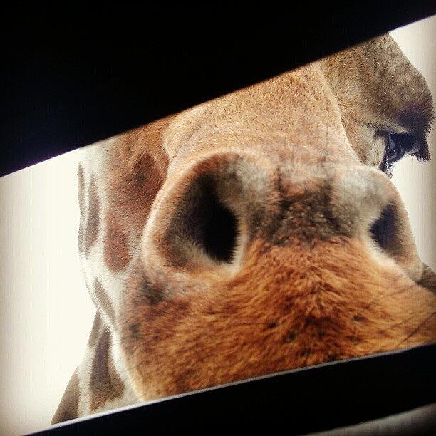 Animal Photograph - Giraffe In The Sun Roof At Six Flags by Cat Noone