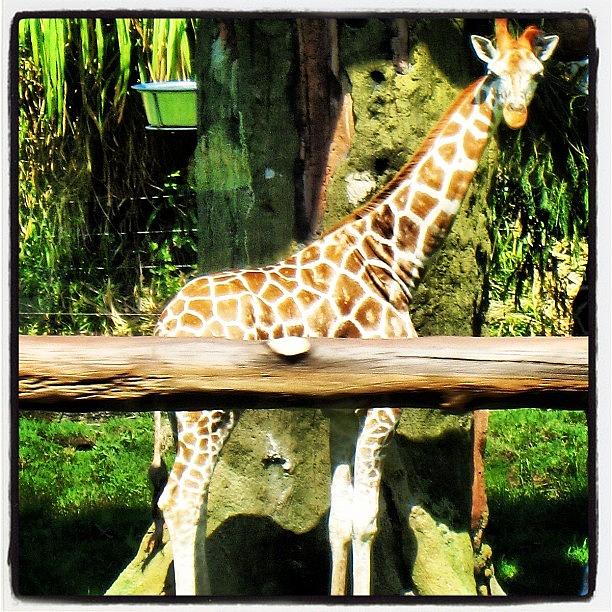 Nature Photograph - Giraffe by Jessica Daubenmire