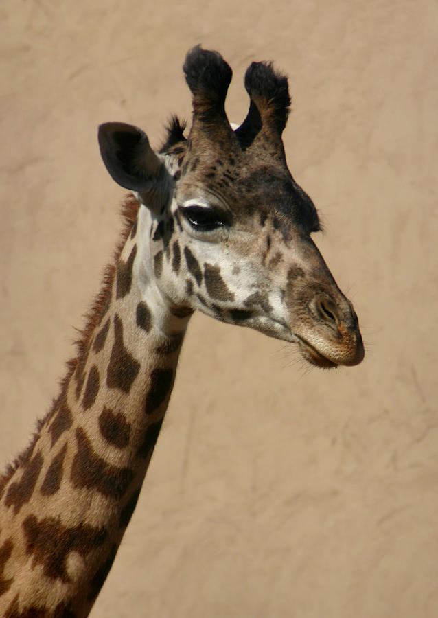 Giraffe Photograph by Kelly Hazel