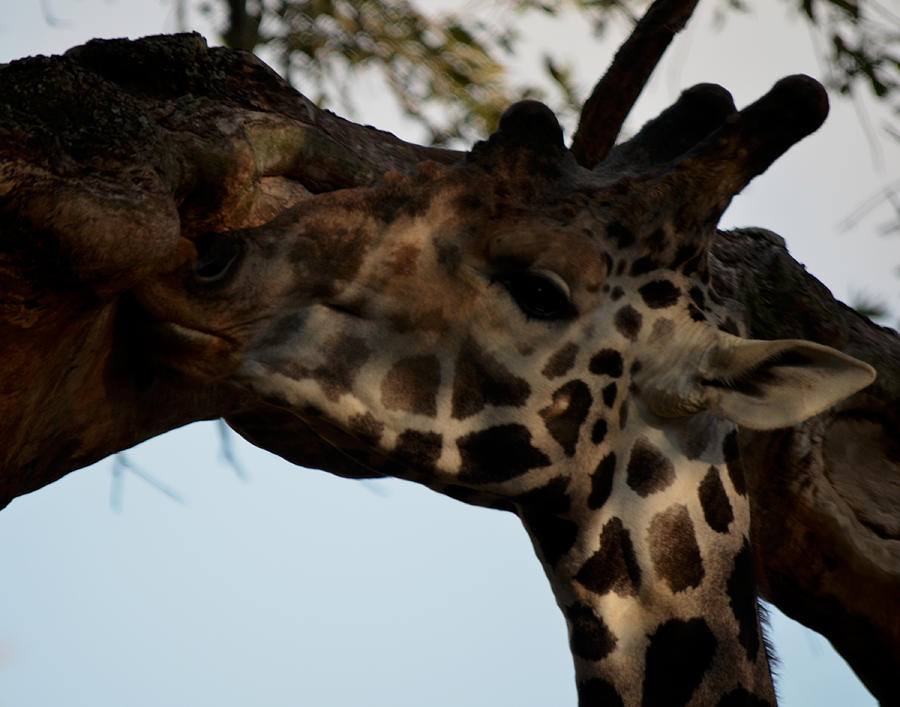 Giraffe Lick Photograph by Maggy Marsh