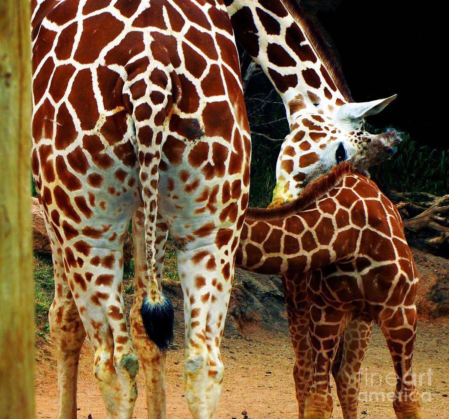 Animal Photograph - Giraffe Love by Christina Perry