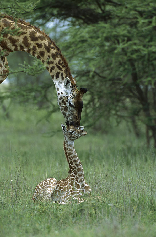 Giraffe Mother And Newborn Ngorongoro Photograph by Suzi Eszterhas