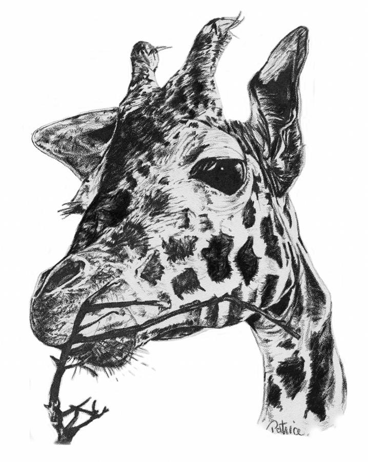 Giraffe Drawing by Patrice Clarkson