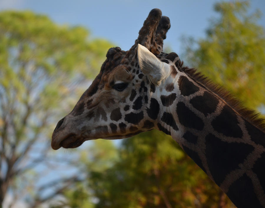 Giraffe Portrait Photograph by Maggy Marsh