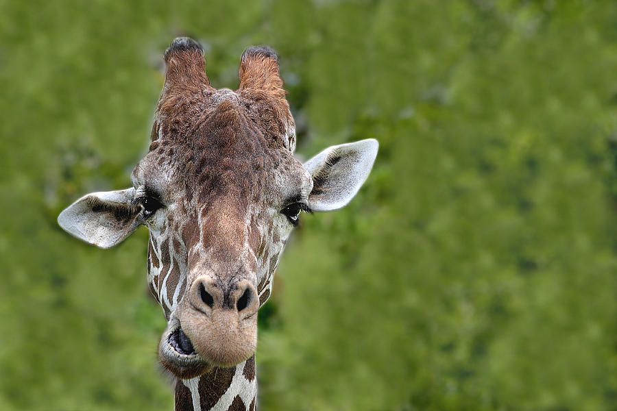 Giraffe Photograph by Rudy Umans