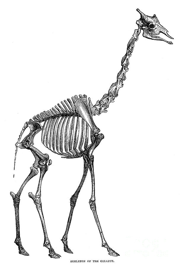 Giraffe Skeleton Drawing by Granger