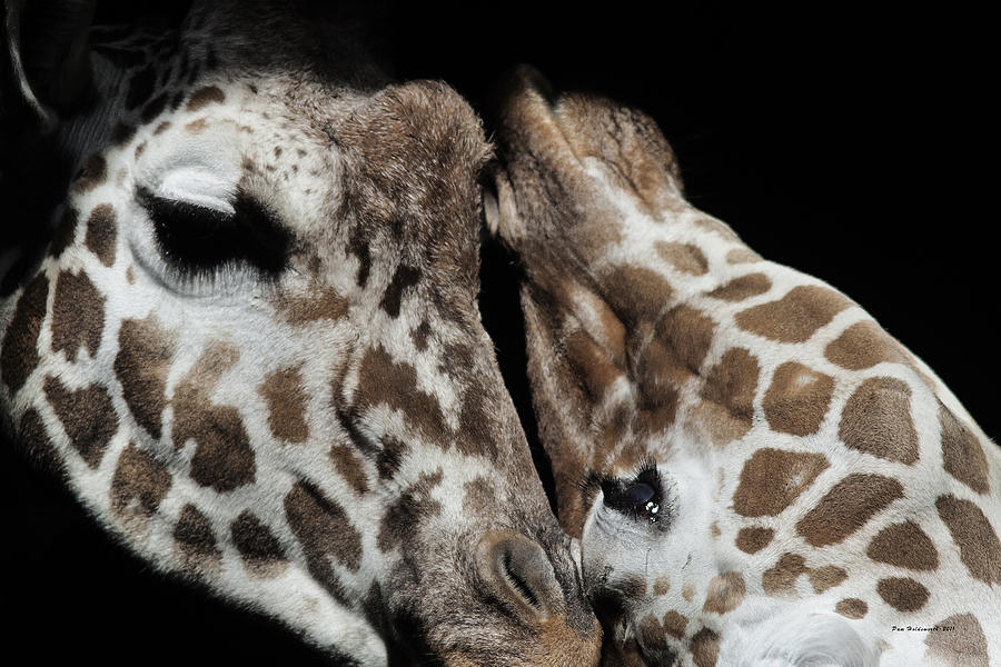 Giraffe Snuggle Photograph by Pam  Holdsworth