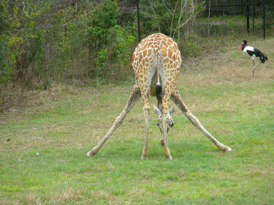 Giraffe Split Photograph by Erica Breetz - Pixels