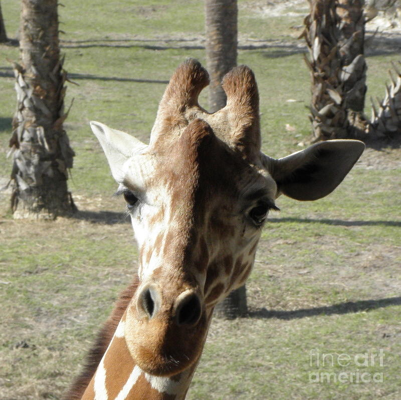 Giraffe stare  Photograph by Kim Galluzzo Wozniak