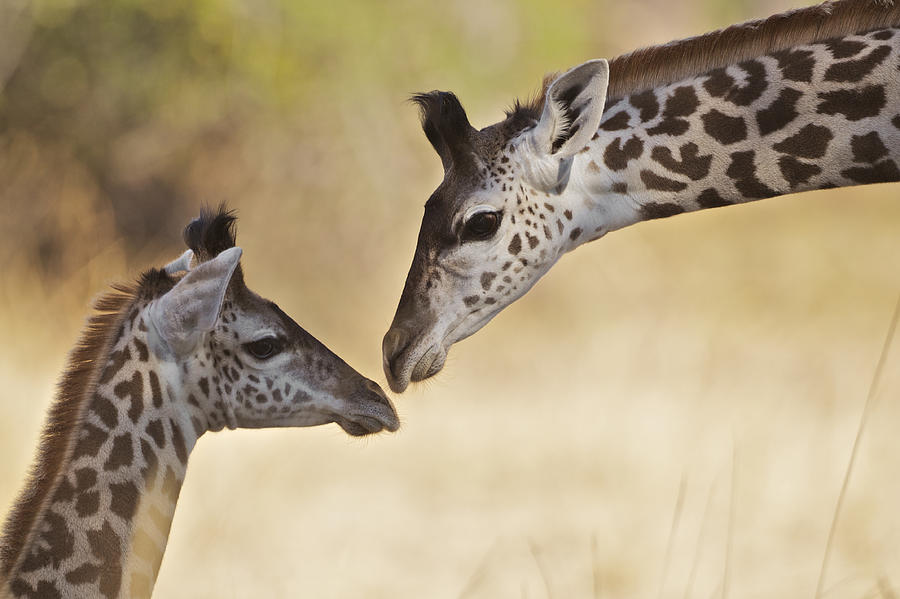 Wildlife Photograph - Giraffe tenderness by Johan Elzenga