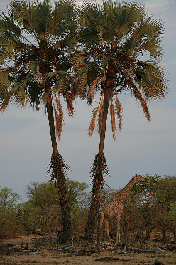 Giraffe Under Palms Photograph by Bruce J Robinson