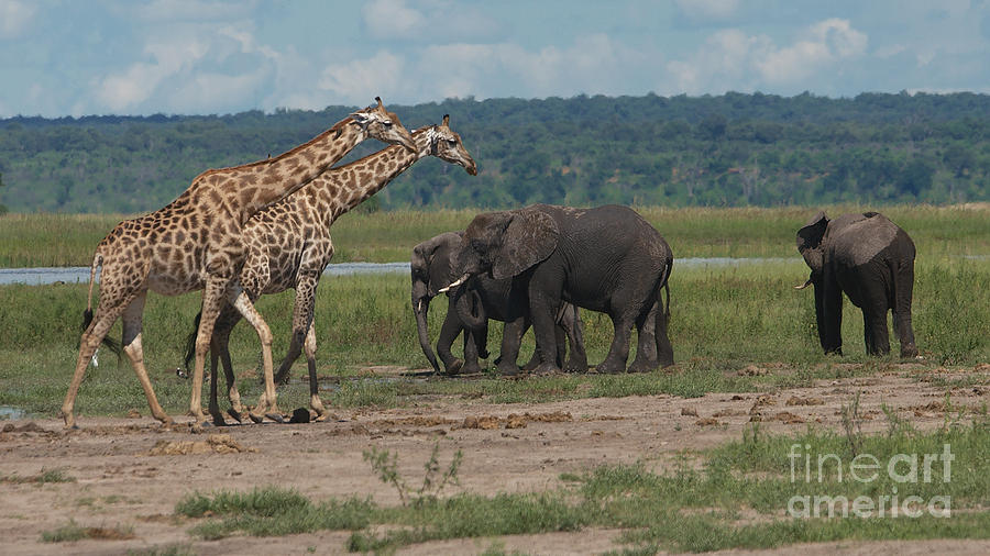Giraffes and elephants Photograph by Mareko Marciniak