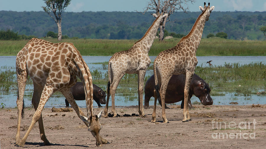 Giraffes and hippos Photograph by Mareko Marciniak