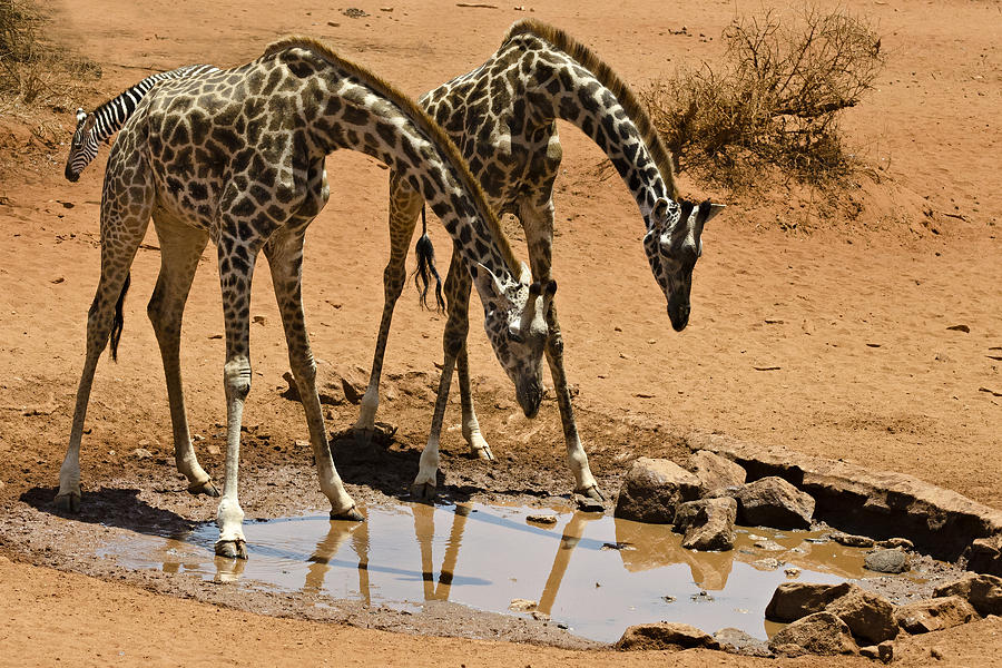Giraffes at the Watering Hole Photograph by Marion McCristall