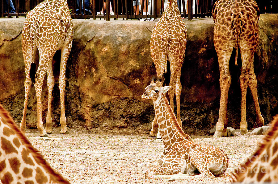 Giraffe Photograph - Giraffes by Frances Ann Hattier