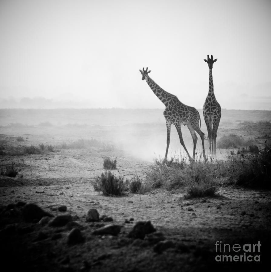 Giraffes In Amboseli National Park Kenya Photograph by Konstantin Kalishko