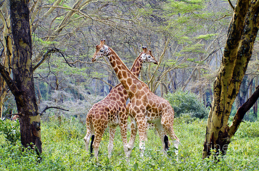 Giraffes in the wild Digital Art by Pravine Chester