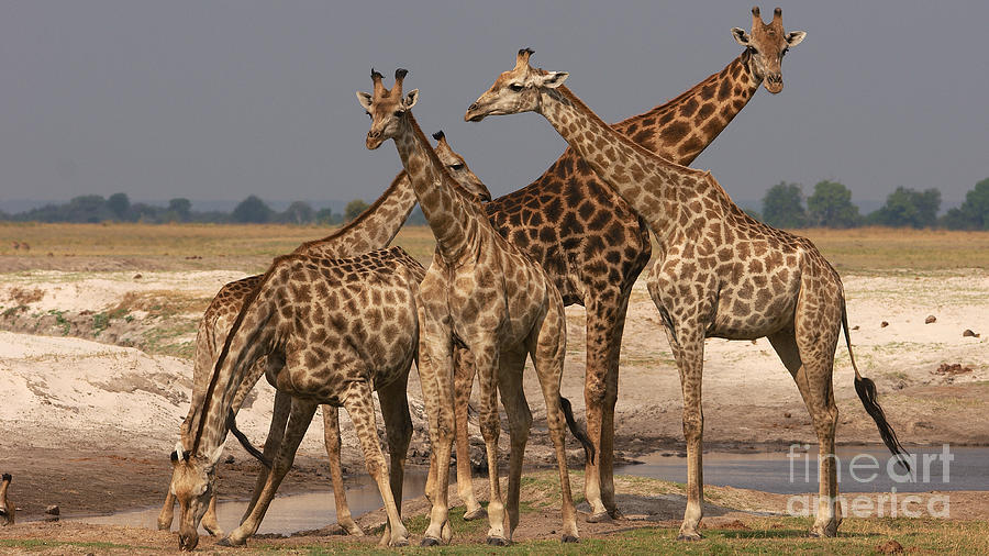 Giraffes Photograph by Mareko Marciniak