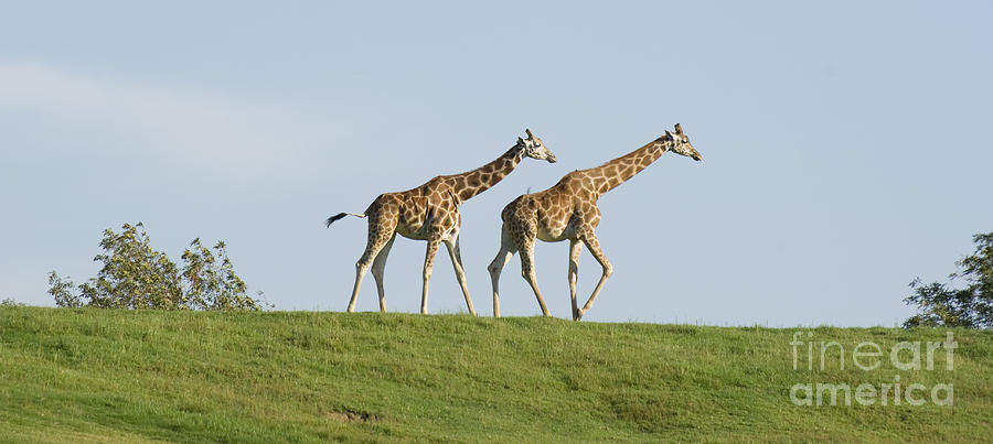 Giraffes Panorama Photograph by Jim And Emily Bush