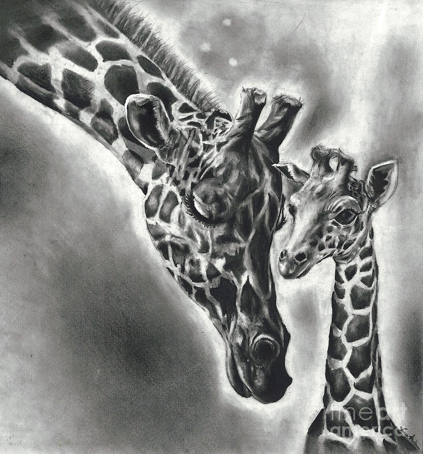 Giraffes Drawing by Vanessa Anderson
