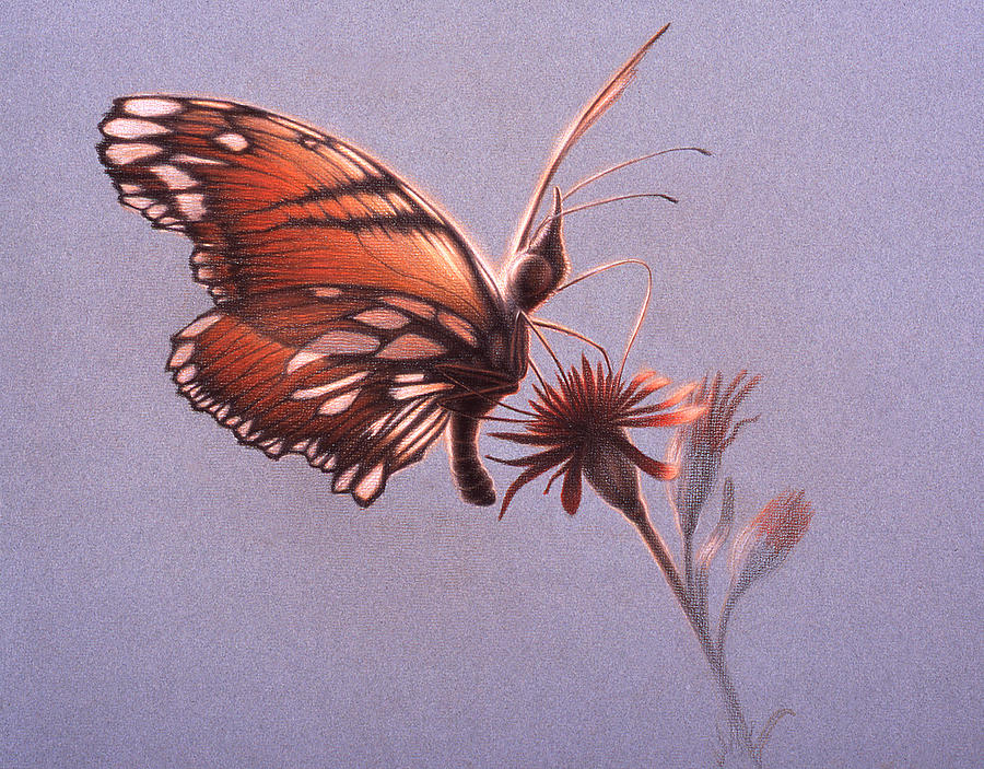 Butterfly Painting - Girawheen place of flowers by Shawn Kawa Butterfly Painting - Girawheen place of flowers by Shawn Kawa
