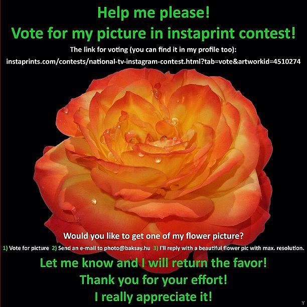 Flower Photograph - Give your vote for me please by Szabolcs Baksay