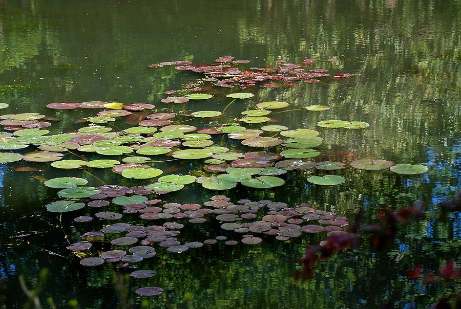 Giverny Lily Pads Photograph by Eric Tressler