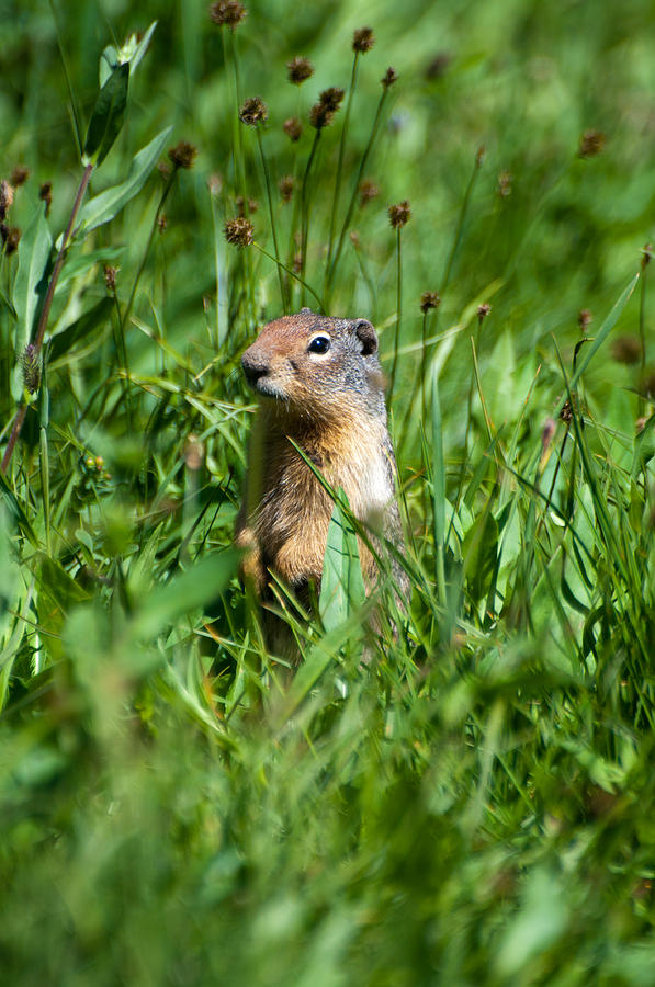 Glacier Ground Squirrel Photograph by Bruce Gourley