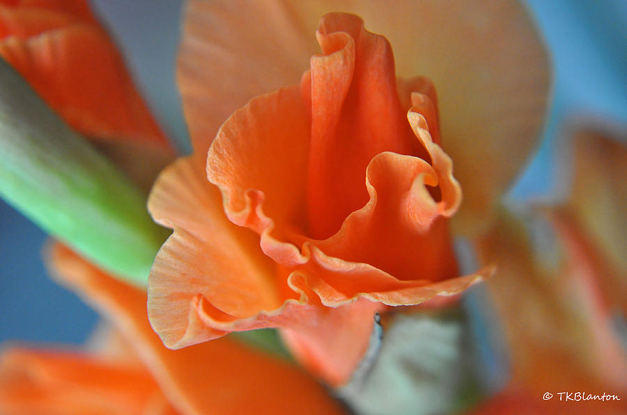 Gladiola Bloom Photograph by Teresa Blanton