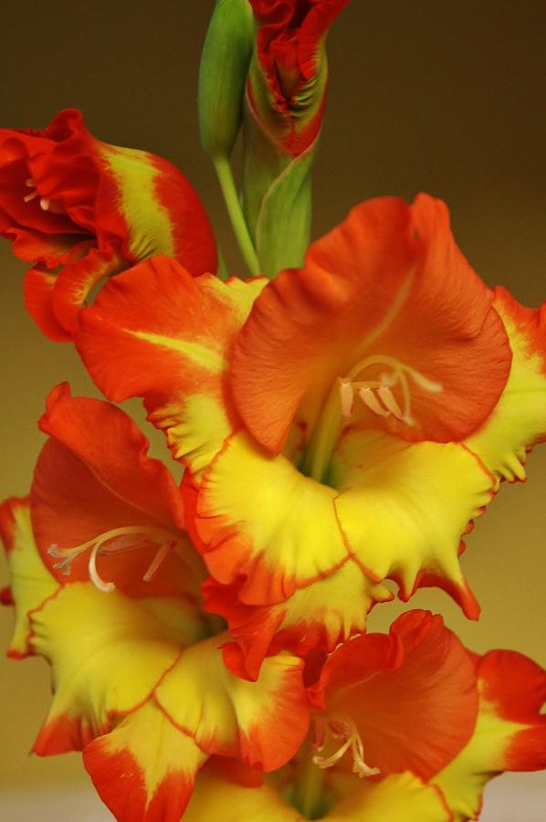 Gladiola Blossoms Photograph by Bruce Bley - Fine Art America