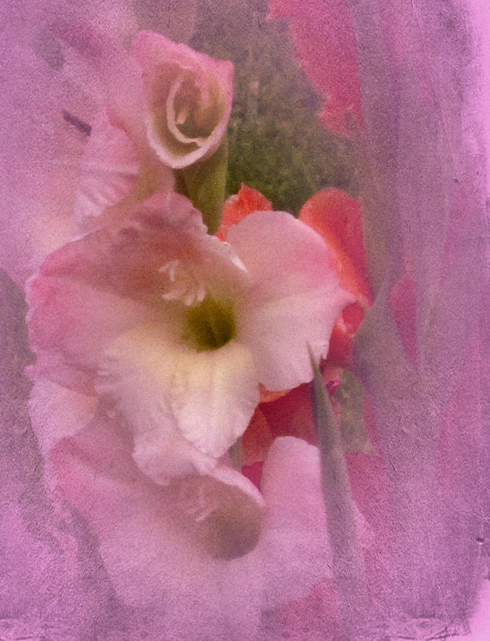 Gladiola in Pink Photograph by Richard Cummings